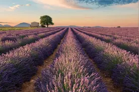 又到薰衣草季！乘坐TGV游南法攻略！图片