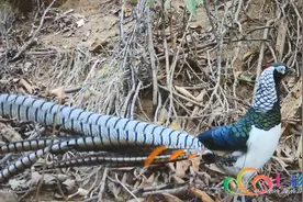 大理南涧无量山大范围分布国家二级重点保护鸟类——白腹锦鸡图片