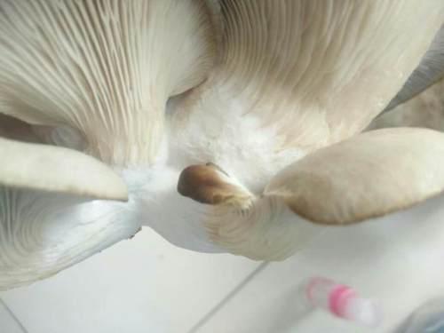 蘑菇上“长白毛”，真的不能吃了吗？有一种情况赶紧舍弃