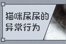 如何在日常生活中判断猫咪尿尿是否正常？图片