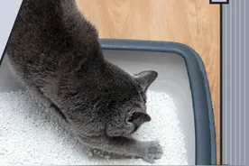 如何在日常生活中判断猫咪尿尿是否正常？图片