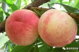 防治桃蚜、桃虱子、梨木虱、蚧壳虫的特效方案图片