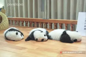 这一届太能打了，在下先告辞图片
