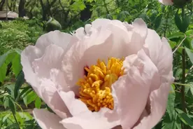 惊艳！长春市牡丹园第一朵牡丹花开放图片