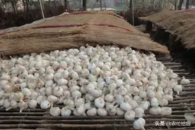 5月逼近2元一斤，农民看涨不卖，如今价格连跌，捂坏了？图片