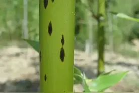 26种 · 常用竹子品种大全图片
