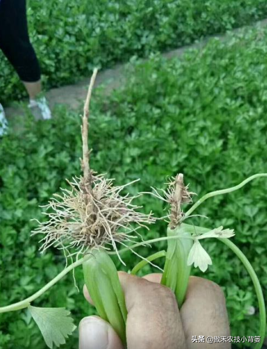 作物根系不良、长势差，使用哪种生根剂促根、缓苗、壮棵效果好？