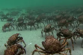 帝王蟹披着螃蟹外衣，已经在巴伦支海泛滥，为何价格还居高不下？图片