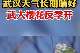 ​2021年气候大变？武大樱花反季开！分析：南方或迎最热十一长假图片