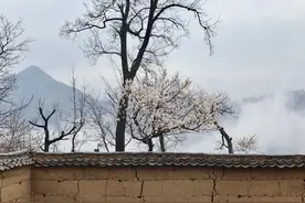 4000元盘下20年小院，隐居终南山7年的张二冬，你还好吗？图片