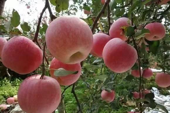 EDTA螯合钙、糖醇钙等五种钙肥大PK，让作物长得更快更健康