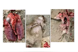 大猪的杀手 - 猪传染性胸膜肺炎图片