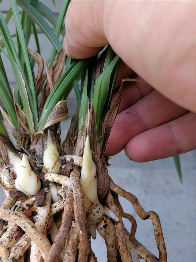 复合氨基酸水溶肥料，养根、护根、壮根,保障根深叶茂