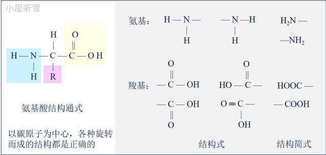 突破氨基酸结构难点，轻松掌握《生命活动的承担者——蛋白质》