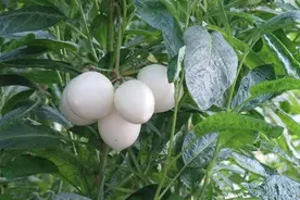人参果：可兼做水果、蔬菜、观赏盆景的特色作物，栽培技术详解图片