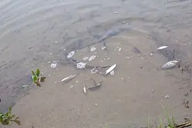 有些人宁愿把钓到的小鱼丢在岸边晒死也不放生，他们是怎么想的？图片