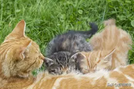 公猫沉迷给小猫喂奶3个月，主人绝望到只能给它做男德胸罩图片