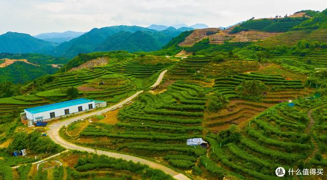 六大茶类通识：万字长文，一篇看懂：什么是白茶