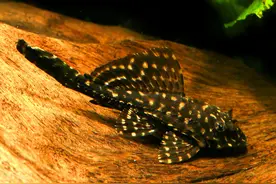 垃圾鱼入侵全球，在中国也泛滥成灾，能不能靠吃把它绝种？图片