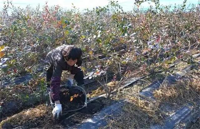 蓝莓的花期管理