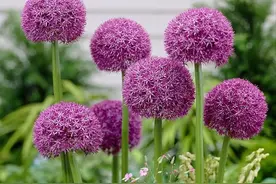 复花很好的21类种球，买一次多年开花较省钱，百合、鸢尾，葡风等图片