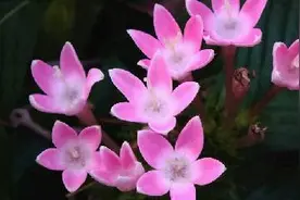繁星花的种植方法图片