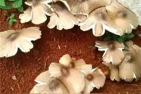 云南八大野生菌类，食之难以忘怀图片