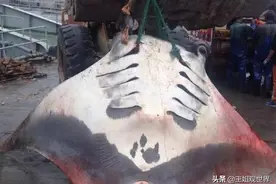军演会炸死大量的鱼，各国都是怎么处理的？我国的做法令人称赞图片