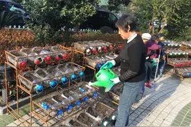 ​塑料桶里长蔬菜一次摘10斤，大妈10平方阳台打造豪华菜园，吃不完图片