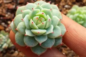 养多肉静夜，掌握3个要点，叶子肥厚鲜红靓丽，易群生长成小老桩图片