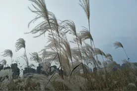 生命如草般荣枯：怀念我的小姨图片