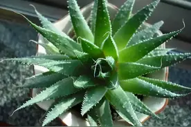 如果你是站在金字塔顶端的极品植物杀手，只有芦荟能拯救你了图片