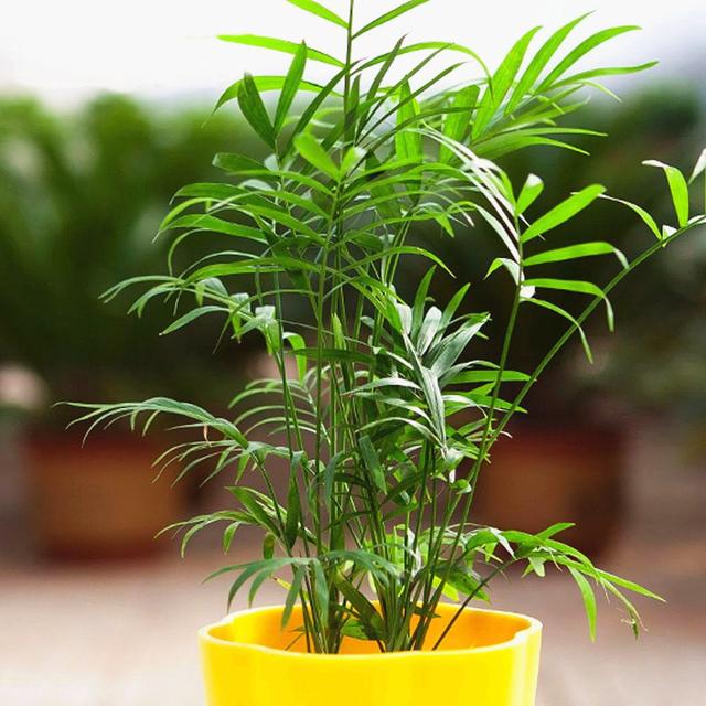 袖珍椰子长高了怎么办