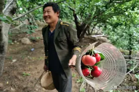 樱桃好吃，但是树高了特难摘，农民发明“神器”，树再高也不怕图片
