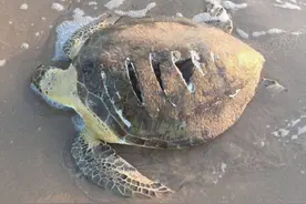 海滩边看见一只乌龟趴着不动，靠近一看，被背上的伤痕吓坏了图片