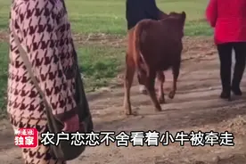 万物皆有灵性！山东买牛人拍下感人一幕，被卖小牛返回跪拜主人图片
