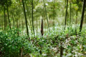 家乡的竹笋        (湖北鄂州  夏敬明)图片