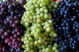15个常见的葡萄品种，各有优缺点，来看看你喜欢吃哪一种图片