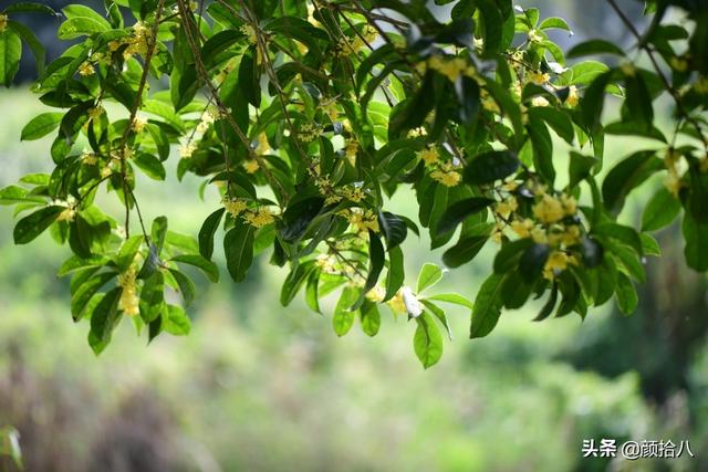 桂花树的样子，桂花长什么样子（倏然开了又倏然谢了）