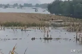 山西农民划着船在地里掰玉米，天气又非常寒冷，洪涝灾害严重图片