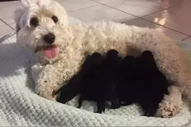 养了两只白狗，看到它们的爱情结晶，公狗不淡定了，脸冒绿光图片