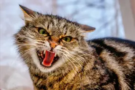 非洲最小的猫，猫科捕猎效率最高的“杀戮机器”，被全世界禁养图片