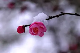 短文：感慨踏雪寻梅图片