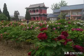 牡丹之都:占断城中好物华图片