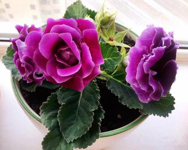 贝拉小蜜蜂草本身体乳