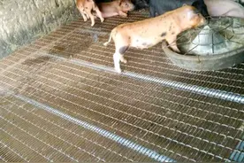 猪牛羊粪便清理麻烦，推荐一种网板漏粪，或许能帮你解决问题图片