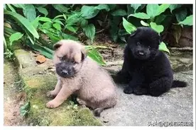 田园犬犯错被男子打了，早上没见到狗狗，出来寻找，看到后落泪了图片