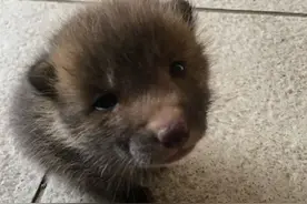 “小狗”主动求收养，结果越养越不正常，兽医：早点送走它图片