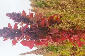 藜麦，一种养份比较全面的老食品，人们又想起了它图片
