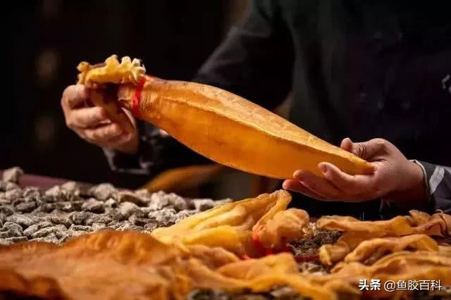 20头鱼胶大概多少钱一斤 20头的鱼胶一般多少钱